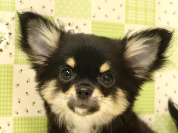 チワワ