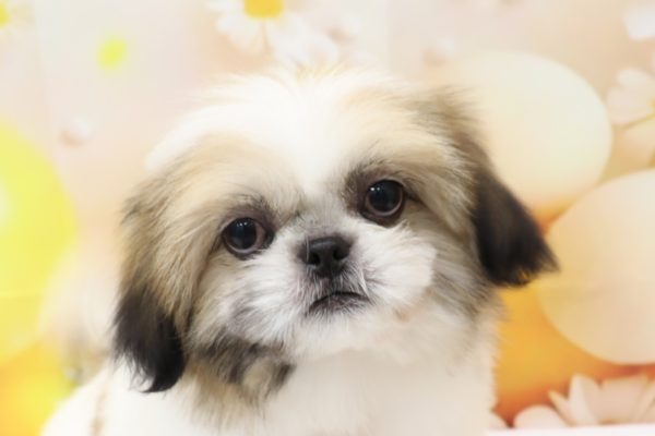 ミックス（ハーフ犬）