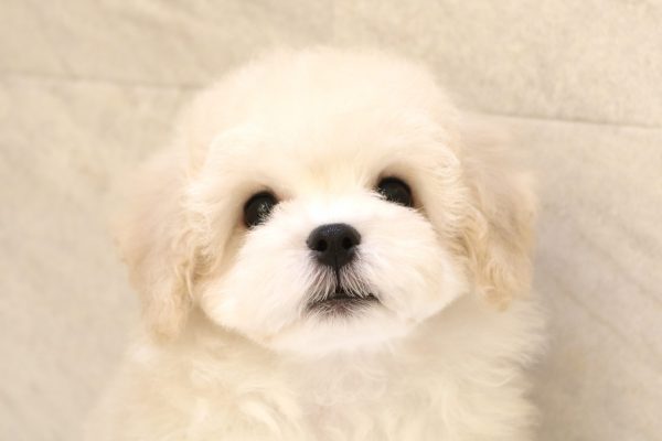 マルプー