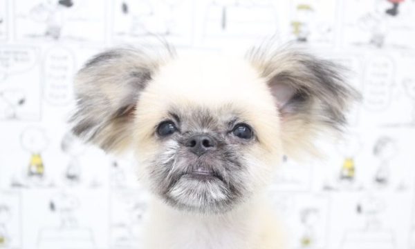 ミックス（ハーフ犬）
