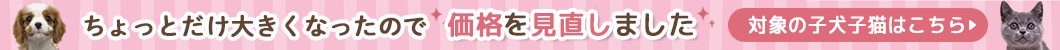 価格を見直しました